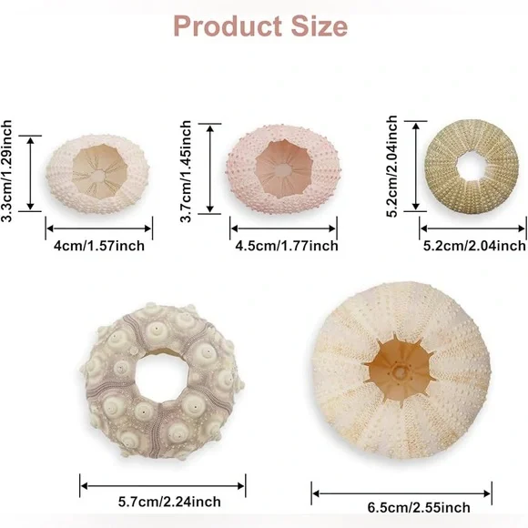 Sea Urchin Shells for Hanging Plant - Picture 5 of 9